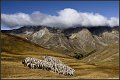 1186 - coeur de moutons - LARUELLE Suzanne - belgium